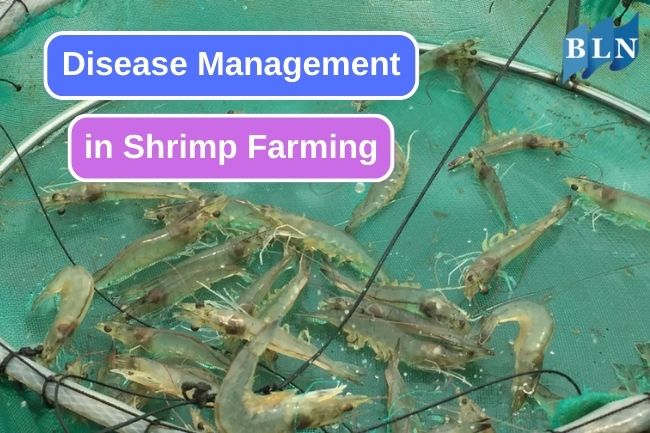 Disease Management: Strategies for Healthy Shrimp Farming